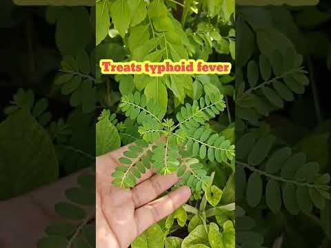 medicinal properties of bhumi Amala #shorts #shortvideo #ytshorts #ytshortsindia #youtubeshorts