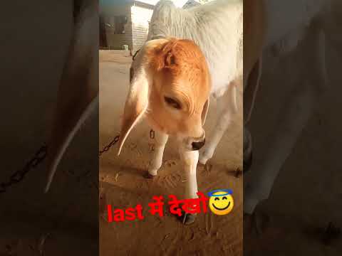 little cutes pets and swag se karege song😇