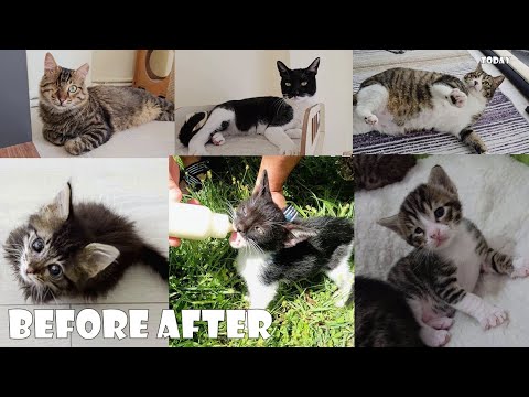 "From Rescue to Forever Home: The Journey of My Beloved Cats"