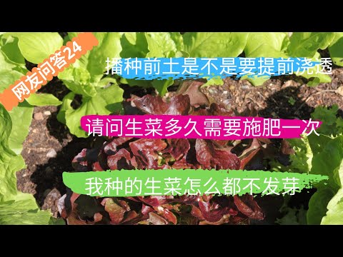 网友问答24：播种前营养土是不是要提前浇透？两次间下来生菜小苗可否移植利用呢？请问生菜多久需要施肥一次？我种的生菜怎么都不发芽