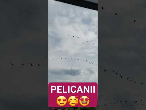 Pelicani #shorts #pelicans #pelicantown #pelicansnew #town #rules #nice #pelicula ♥️🦤🦤🦤♥️♥️♥️♥️