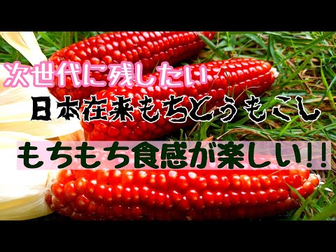 【もちもち食感】昔ながらのトウモロコシのタネを残していく