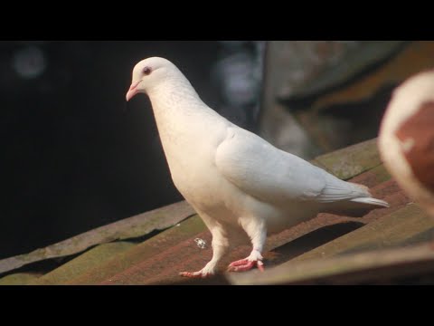 Beautiful Colorful Birds | Talking Bird | Cute Brid Sounds | Beautiful Lovebird | 4K HDR Video