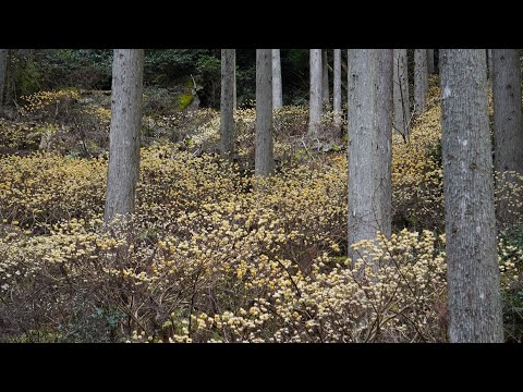 ミツマタの群生地／武庫川源流／太平山龍蔵寺