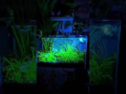 Aquarium Glow-Up: Unleash Vibrant Lighting for a Stunning Underwater Paradise! | Pondon Aquarium