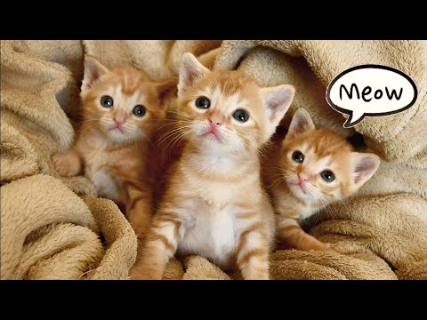 Mother Cat Calling For Her Kittens | Mom Cat Sounds | Mommy Cat Voice | Mama Cat Meowing