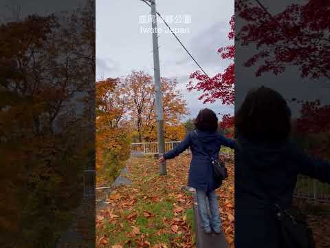 Morioka Castle Park 盛盛岡城跡公園～紅葉搭配石垣牆，別具風情。 #park #mapleleaves #autumn #japantravel #日本旅行 #楓葉