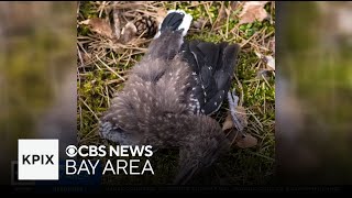 California's emergency declaration over bird flu to help state agencies work together