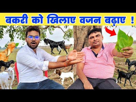 सुधीर सर से जाने बकरी को क्या खिलाए | Bakri ko kya khilaye | goat feed formula