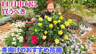 【11月中旬に買うべき宿根草と一年草】冬の寄せ植えやハンギングに使う冬の花苗が大量入荷【園芸】【ガーデニング】