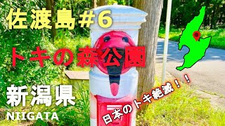 日本のトキ絶滅！！新潟県佐渡島のトキの森公園を観光。トキ見てきました！Sightseeing at Toki no Mori Park on Sado Island