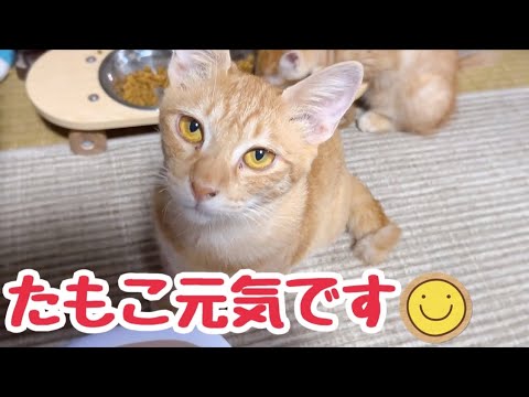 子猫には色んな物がついてます 食べ方だって独特です