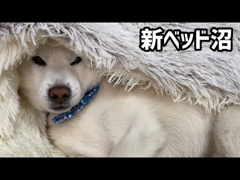 新ベッドに沼った白柴犬がお散歩後も直行していて可愛すぎましたw