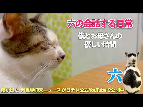 [猫と家族の優しい時間] 愛猫の六と会話する穏やかな日常｜頼もしい愛猫 | [生まれ変わりの猫] 六 (Roku)