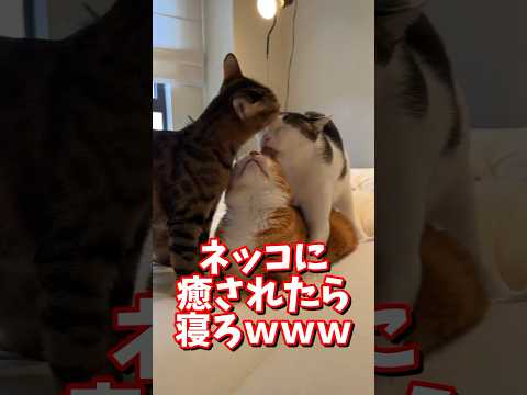 ネッコの動画で癒されたら寝ろｗｗｗ　#2ch #2ch動物スレ #2ch面白いスレ #動物 #犬 #猫 #癒やし #ねこ