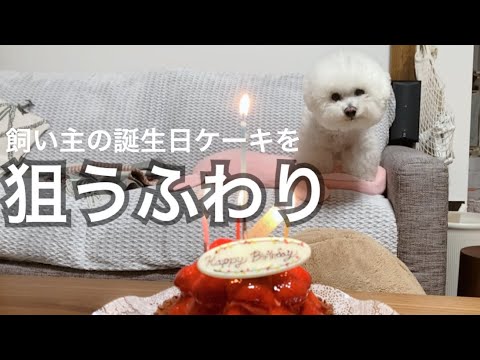 飼い主の誕生日ケーキを狙うふわり　ｰビションフリーゼ犬ｰ