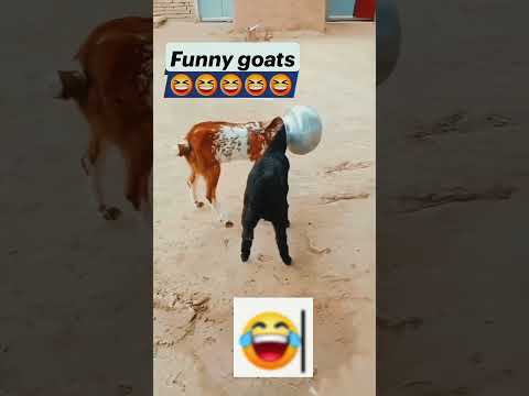 Just Wait for It 🤣 #funnyvideo #reaction Very funny