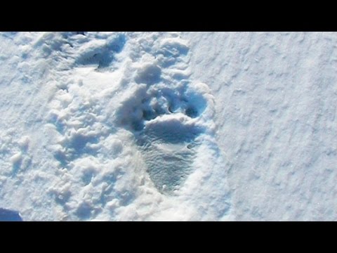 Polar bear footprints that visited our tent - Sam Ford Fiord  2010 expedition