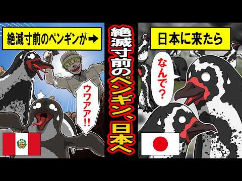 【実話】絶滅危惧種のフンボルトペンギン、日本の気候に合いすぎて大繁殖ｗｗ