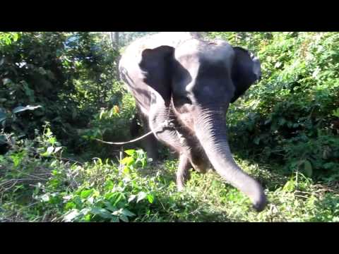 elephants in Koh Samui (Thailand) / Слоны на острове Самуи в Таиланде