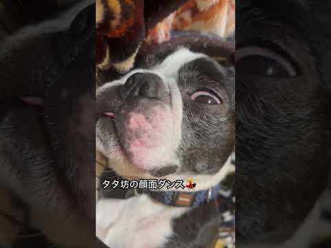 爆睡中😂#bostonterrier #ボストンテリア #dog #dogshorts #犬 #犬動画