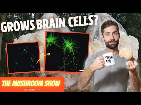 How Lion's Mane GROWS Brain Cells (TMS EP 7)