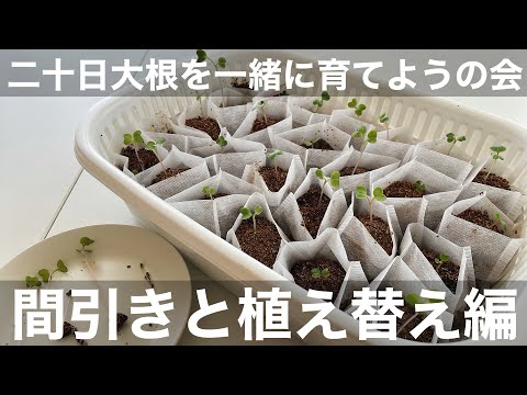 二十日大根を一緒に育てようの会　間引きと植え替え編