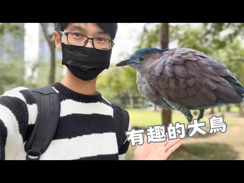 (Sub) Interesting Big Bird in the Park!! They are Malayan Night Herons!! (Daan Park, Taipei, Taiwan)