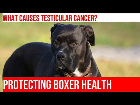 Testicular Cancer in Boxers: Prevention & Management