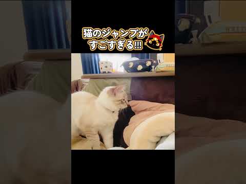 猫のすごいジャンプ見せます!!!　→オチに爆笑