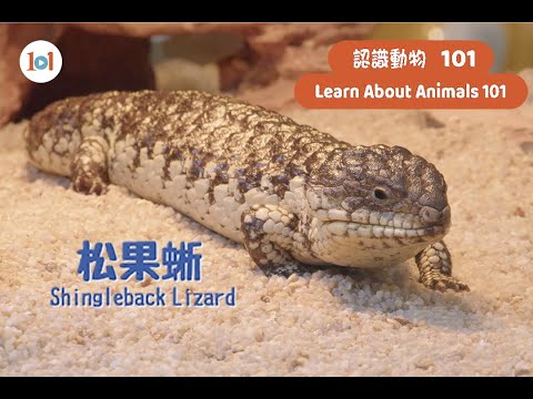 【認識動物101】松果蜥  【Learn About Animals 101】Shingleback Lizard