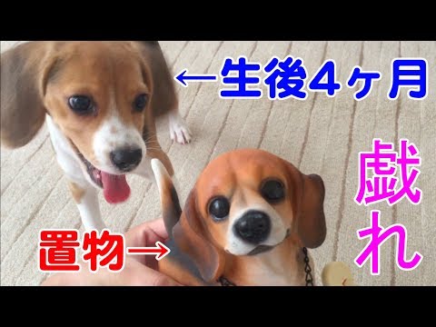 生後4ヶ月のビーグルと置物ビーグルの戯れ！【BEAGLE NOIX Played with a BEAGLE?!】