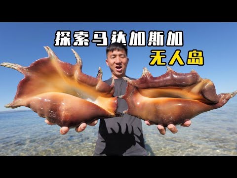 《马达加斯加》第4集：荒岛赶海收获罕见犁头鳐和皇帝星斑，就连巨型蜘蛛螺也遍地都是！#无人岛 #荒岛 #抓龙虾 #荒岛探索 #赶海 #自由潜 #渔猎