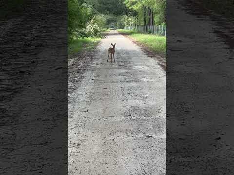 Running deers