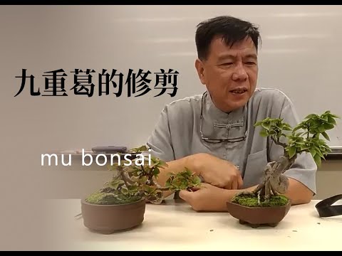 春∣日本九重葛的修剪管理 ◤林慶祥盆景藝術教學◢ Bonsai in Taiwan