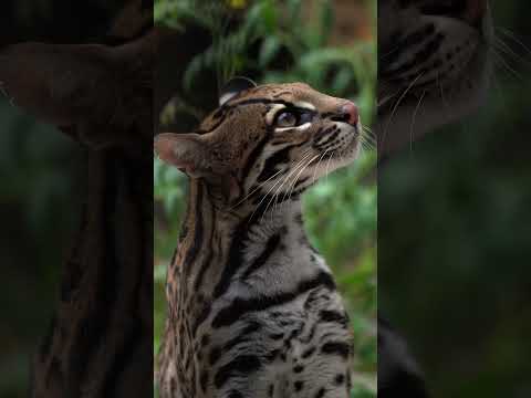 How one brave ocelot bounced back from adversity to help her species