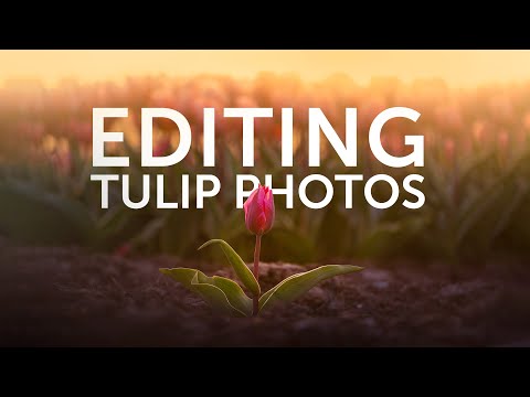 How To Edit Your Tulip Photos - Focus Stacking, Dreamy Look & Noise Stacking