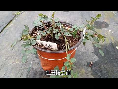 怎么把小苗快速地扶壮？有3个要点！