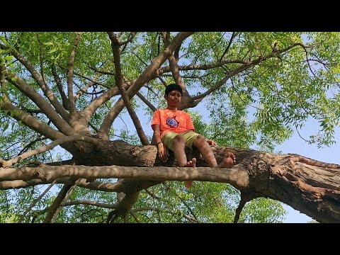 My First Experience, Climbing On Tree