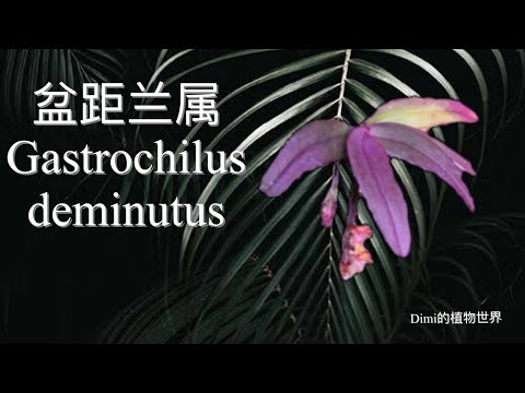 盆距兰属 - Gastrochilus deminutus 中文介绍