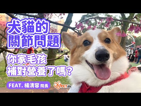 犬貓的關節問題，你家毛孩補對營養了嗎？feat. 來旺動物醫院楊清容 獸醫師【哈寵小學堂】｜#哈寵PETube 第269集