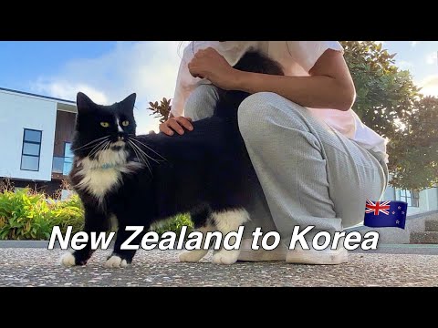 I’m back!ㅣmy best friend in New Zealand 🇳🇿ㅣcute cat 🐈ㅣworking from home