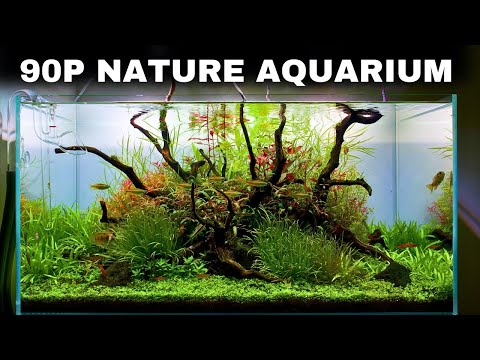 The ScaperLine 90: EPIC Step By Step 3ft Aquascape Tutorial