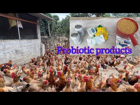 How to make simple probiotics at home - applying probiotics in poultry farming.