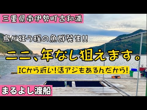 【チヌかかり釣り】三重県南伊勢町で年なしが狙えるオススメスポット