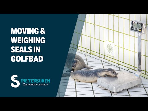 Moving and weighing seals in Golfbad 🦭