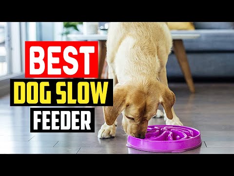 ✅Best dog slow feeder in 2023