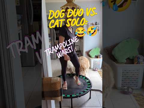 Dogs Duo vs. Cat Solo (Owner replaced): Trampoline wars #short #dogs #funnyvideo