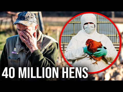 CATASTROPHIC Avian Flu Hits U.S. Poultry Farmers