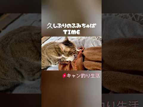 【久しぶりな〇〇に大興奮な猫】#shorts#猫動画#保護猫#ねこ#ネコ#猫#キジシロ